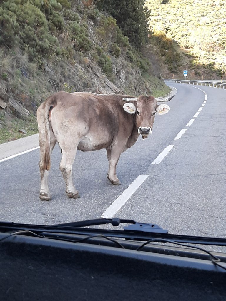 7 november 2022, Torello (E)