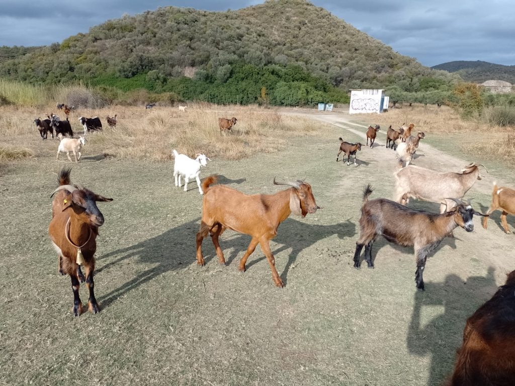 19 oktober 2023, Sithonia, Azapiko beach