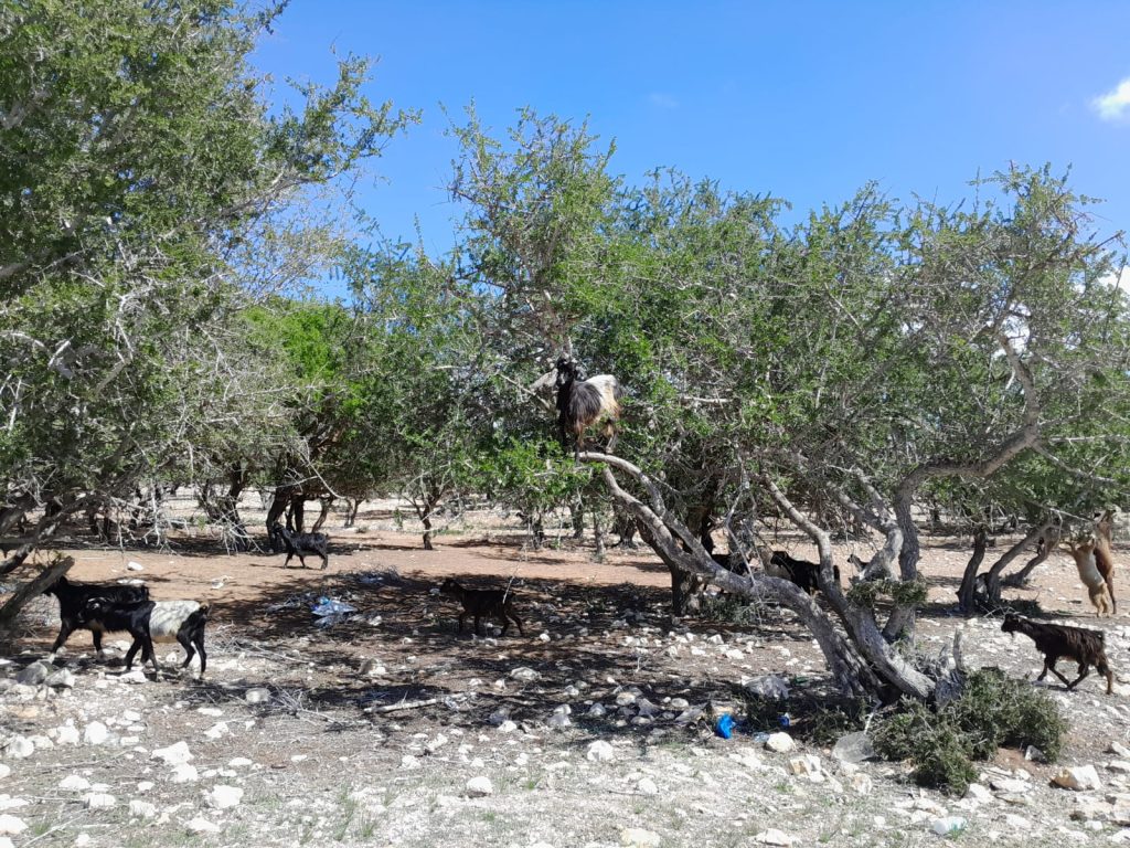 8 maart 2024, Essaouira (MA)