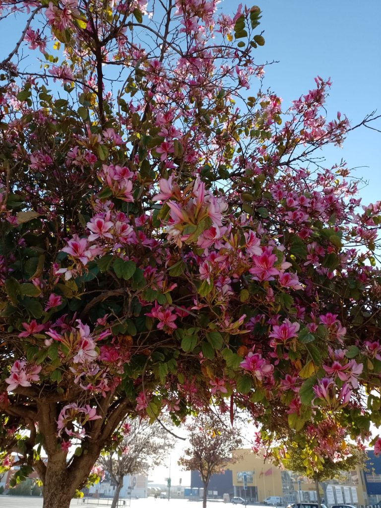 3 april 2024, Elx/Elche (E)