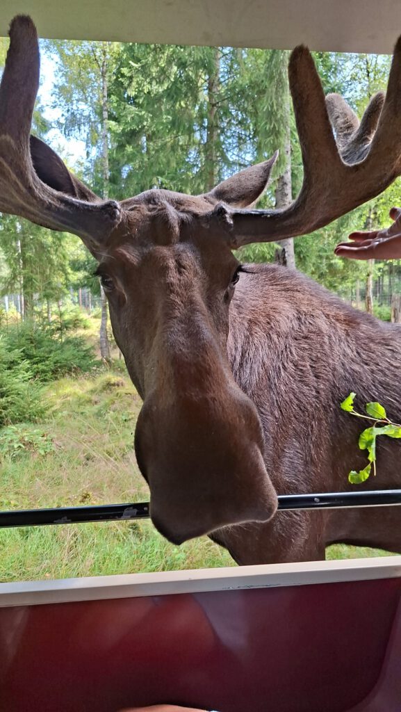 14 augustus 2025, Torringe (S)