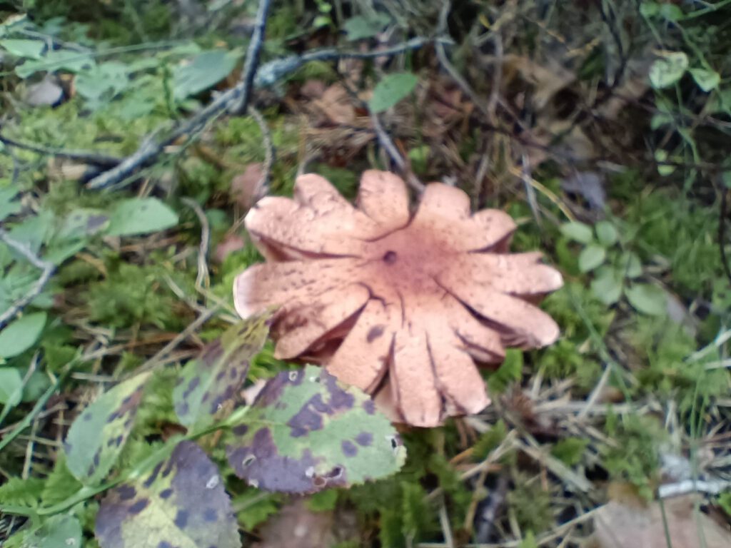 25 augustus 2025, Gävle (S)