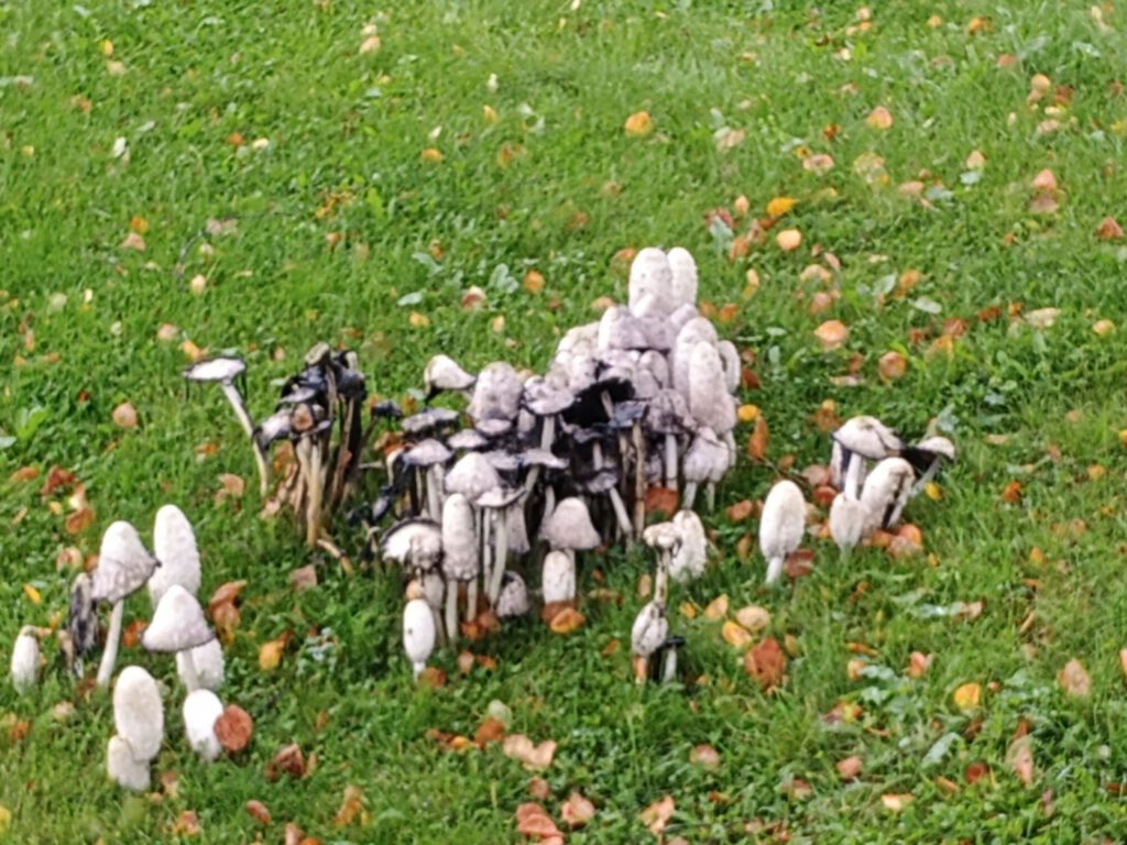 13 september 2025, Stalon (S)