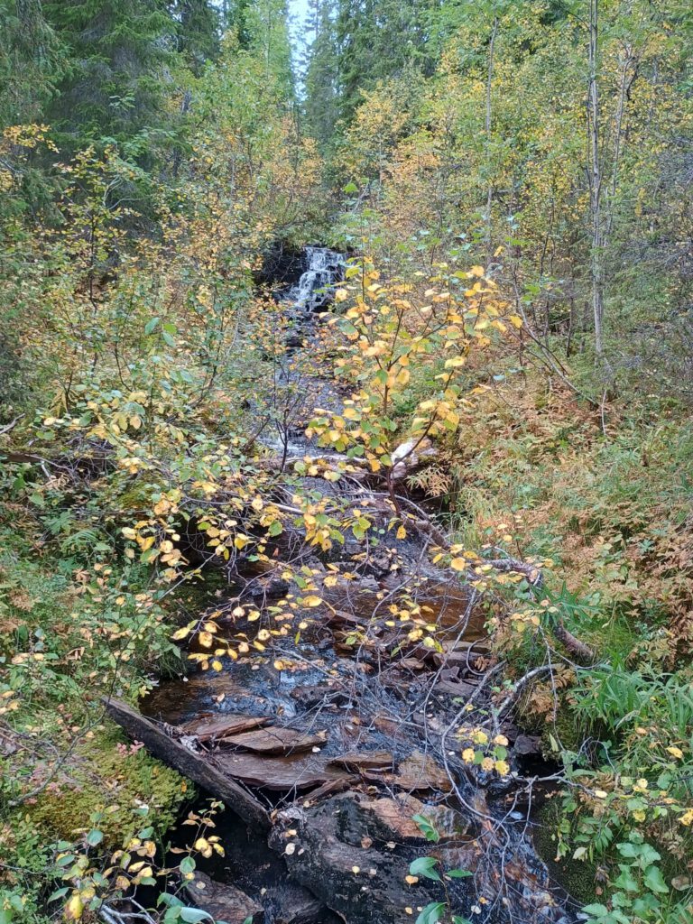 14 september 2025, Bjurälven natuurreservaat (S)