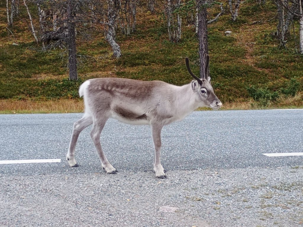 20 september 2025, Linsell (S)