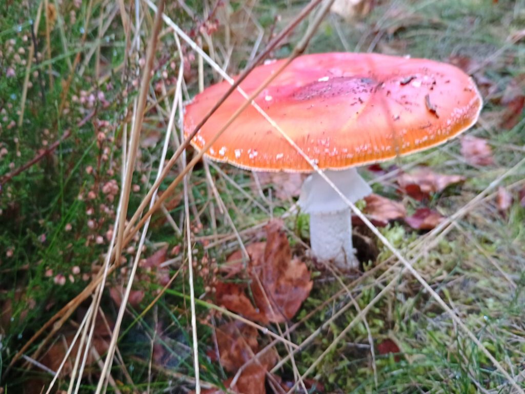 7 oktober 2025, Bergen (D)